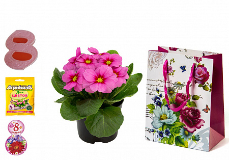 Подарочный набор на 8 Марта Примула розовая d-10 см с открыткой и мылом и удобрением в подарочном пакете