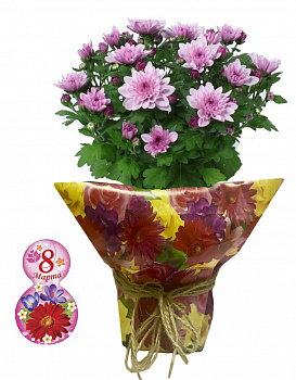 Подарочный набор на 8 Марта Хризантема розовая d-12 см в подарочной упаковке с открыткой