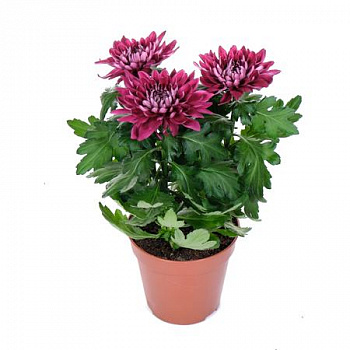 Хризантема Зембла пурпурная d-12 см